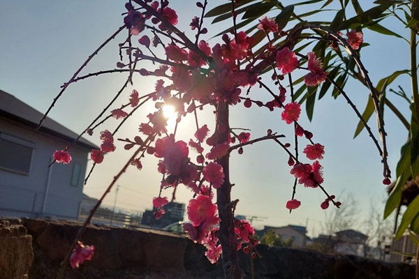 サンプルイメージ